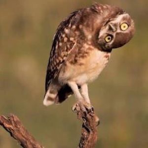 Meet your Posher, Thaddeus